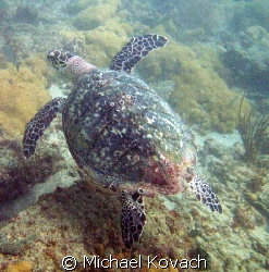 Turtle on inside reef at Lauderdale by the Sea by Michael Kovach 